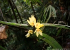 <i>Octomeria grandiflora</i> Lindl. [Orchidaceae]