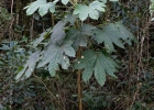 <i>Oreopanax fulvum</i> Marchal [Araliaceae]