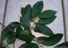 <i>Rhamnidium elaeocarpum</i> Reissek  [Rhamnaceae]