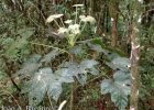 <i>Oreopanax fulvum</i> Marchal [Araliaceae]