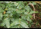 <i>Weinmannia humilis</i> Engl. [Cunoniaceae]