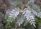 <i>Weinmannia humilis</i> Engl. [Cunoniaceae]