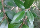 <i>Siphoneugena reitzii</i> D. Legrand [Myrtaceae]