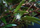<i>Siphoneugena reitzii</i> D. Legrand [Myrtaceae]