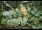 <i>Euplassa nebularis</i> Rambo & Sleumer [Proteaceae]