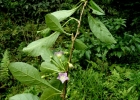<i>Vassobia breviflora</i> (Sendtn.) Hunz. [Solanaceae]