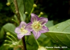 <i>Vassobia breviflora</i> (Sendtn.) Hunz. [Solanaceae]
