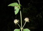 <i>Hyptis lorentziana</i> O. Hoffm. [Lamiaceae]
