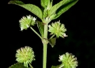 <i>Hyptis lacustris</i> A. St.-Hil. ex Benth. [Lamiaceae]