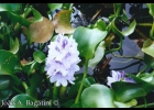 <i>Eichhornia crassipes</i> (Mart.) Solms [Pontederiaceae]