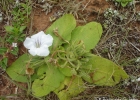 <i>Ruellia morongii</i> Britton [Acanthaceae]
