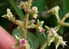 <i>Leandra regnellii</i> (Triana) Cogn. [Melastomataceae]