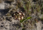 <i>Oxypetalum arnottianum</i> H. Buek [Apocynaceae]