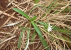 <i>Chaptalia piloselloides</i> (Vahl) Baker [Asteraceae]