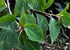 <i>Leandra regnellii</i> (Triana) Cogn. [Melastomataceae]