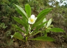 <i>Laplacea acutifolia</i> (Wawra) Kobuski [Theaceae]