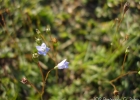 <i>Wahlenbergia linarioides</i> (Lam.) A.DC. [Campanulaceae]
