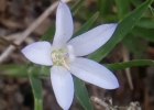 <i>Wahlenbergia linarioides</i> (Lam.) A.DC. [Campanulaceae]