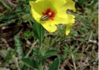 <i>Helianthemum brasiliense</i> (Lam.) Pers. [Cistaceae]