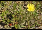 <i>Helianthemum brasiliense</i> (Lam.) Pers. [Cistaceae]