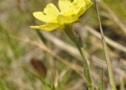 <i>Helianthemum brasiliense</i> (Lam.) Pers. [Cistaceae]