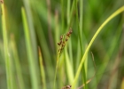 <i>Rhynchospora gollmeri</i> Boeck. [Cyperaceae]
