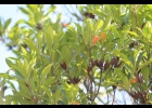 <i>Laplacea acutifolia</i> (Wawra) Kobuski [Theaceae]