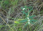 <i>Euphorbia selloi</i> (Klotzsch & Garcke) Boiss. [Euphorbiaceae]