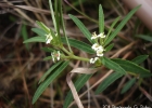 <i>Euphorbia selloi</i> (Klotzsch & Garcke) Boiss. [Euphorbiaceae]