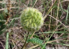 <i>Mimosa dolens</i> Vell. [Fabaceae]