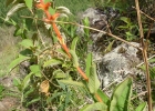 <i>Sinningia allagophylla</i> (Mart.) Wiehler [Gesneriaceae]