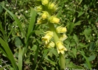 <i>Sinningia lutea</i> Buzatto & R. Singer [Gesneriaceae]