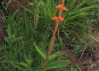 <i>Sinningia allagophylla</i> (Mart.) Wiehler [Gesneriaceae]