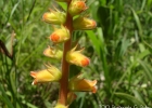 <i>Sinningia lutea</i> Buzatto & R. Singer [Gesneriaceae]