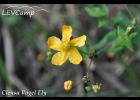 <i>Hypericum caprifoliatum</i> Cham. & Schltdl. [Hypericaceae]