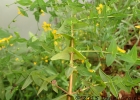 <i>Hypericum caprifoliatum</i> Cham. & Schltdl. [Hypericaceae]
