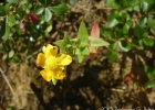 <i>Hypericum caprifoliatum</i> Cham. & Schltdl. [Hypericaceae]