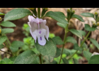 <i>Glechon ciliata</i> Benth. [Lamiaceae]