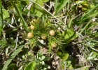 <i>Cliococca selaginoides</i> (Lam.) C. M. Rogers & Mild [Linaceae]