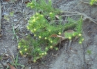 <i>Cliococca selaginoides</i> (Lam.) C. M. Rogers & Mild [Linaceae]
