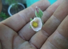 <i>Krapovickasia macrodon</i> (DC.) Fryxell [Malvaceae]