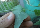 <i>Krapovickasia macrodon</i> (DC.) Fryxell [Malvaceae]