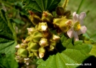 <i>Krapovickasia urticifolia</i> (A. St.-Hil.) Fryxell [Malvaceae]