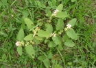<i>Krapovickasia urticifolia</i> (A. St.-Hil.) Fryxell [Malvaceae]