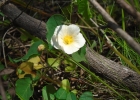 <i>Wissadula glechomifolia</i> (A. St.-Hil.) R.E. Fr. [Malvaceae]