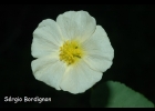<i>Wissadula glechomifolia</i> (A. St.-Hil.) R.E. Fr. [Malvaceae]