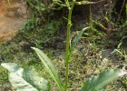 <i>Senecio bonariensis</i> Hook. & Arn.  [Asteraceae]