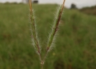 <i>Agenium villosum</i> (Nees) Pilg. [Poaceae]