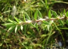<i>Diodella apiculata</i> (Willd. ex Roem. & Schult.) Delprete [Rubiaceae]