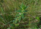 <i>Diodella apiculata</i> (Willd. ex Roem. & Schult.) Delprete [Rubiaceae]